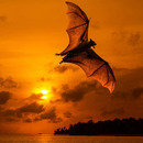 FlighNight