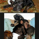 funny-baby-monkey-adopted-dog