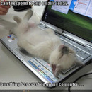 funny-pictures-kitten-2awa