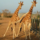 Giraffen Hug