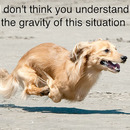 Gravity dog