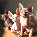 hairless cats 4710