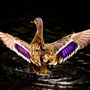 Hammer Foto - Ente startet