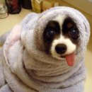 herp derp