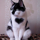Herzkatze