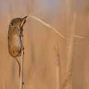 hoch hinaus maus