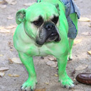 hulkdog version