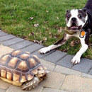 Hund spielt mit Schildkröte