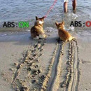 hunde-mit-und-ohne-abs