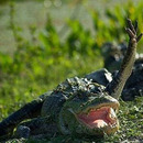 hy croco