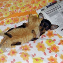 i cant explain everything 4851