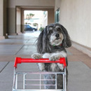 i do my own shopping