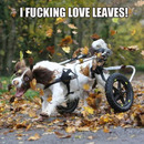 i love leaves