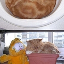 Ich bin eine Katze! Ich schlafe wo und wann ich will - Win Bild