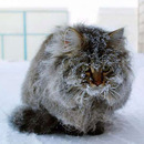 icy cat