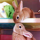 BunnyKiss