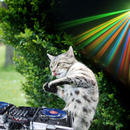 Disco Cat