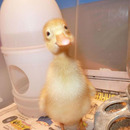 joa was geeeeht alta