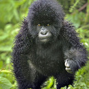 just had a perm done