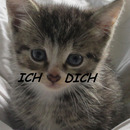 katzenliebe-mit-herz