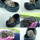 Der Schuh und die Katze