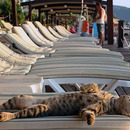 kitty chilling