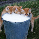Lecker Milch