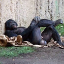 like a boss