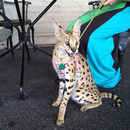 luchs