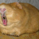 lustige-bilder-tiere-nagetiere