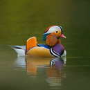 mandarin duck