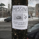 missing turtle