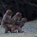 monkey train