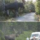 monster moose