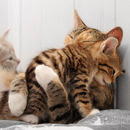 ich hab dich Lieb :)