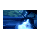 Muahahaha die Katze... wie geil