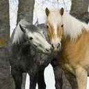 Na du hast du noch was zu Fressen