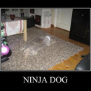 Ninja dog