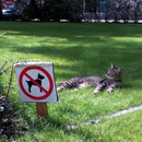 no dogs allowed