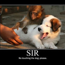 No Touching The Dog Please
