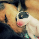 Och wie süüüüüß die sind