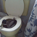 original-wc-ente