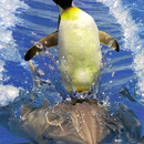 penguins getting more awesome every day