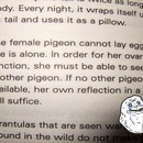 Pigeons Natures forever alone