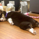 pooped pup