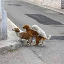 public threeway