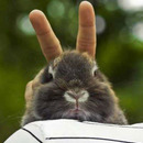 rabbit ears