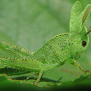 Rabbit Grasshoper Mutant-01611-nevit