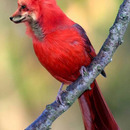 red-wolf-bird