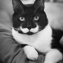Schnurrbart Katze